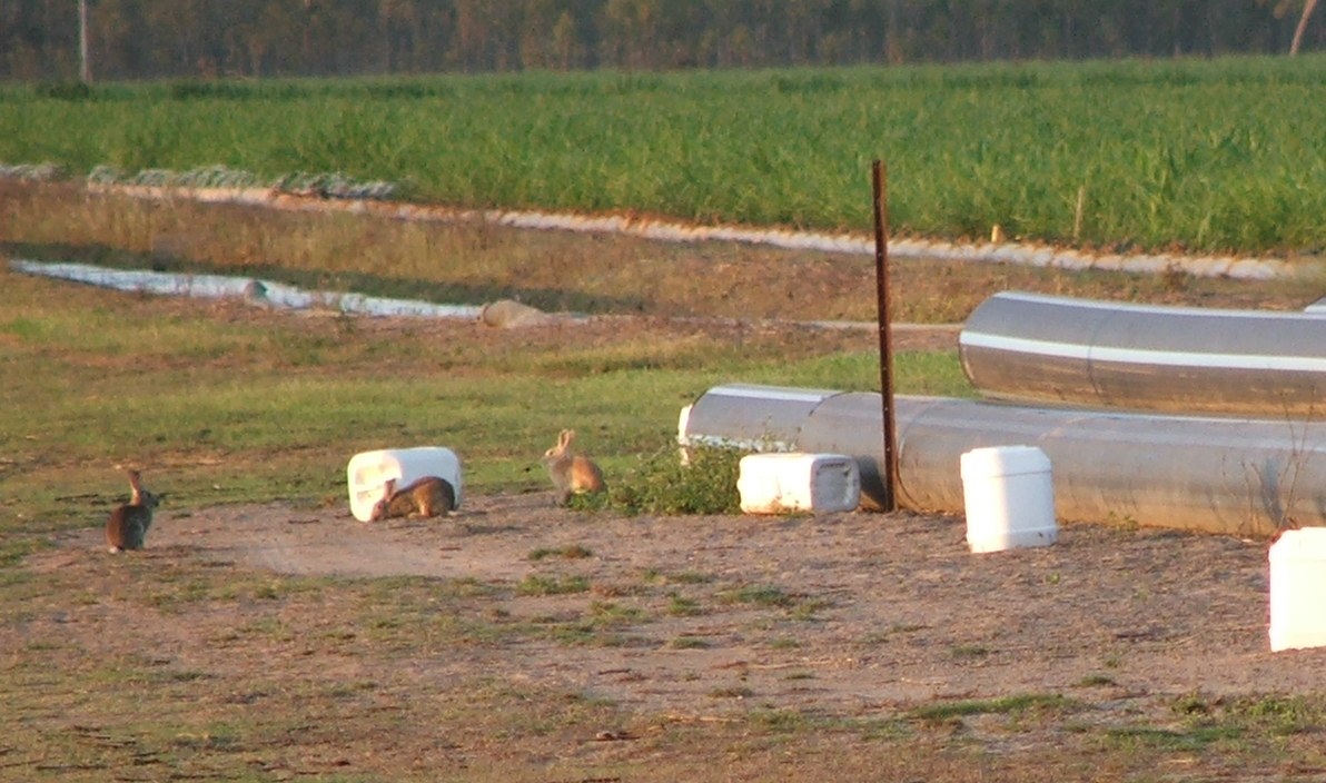 Three rabbits near empty chemical drums and irrigation pipes on a sugar cane farm.